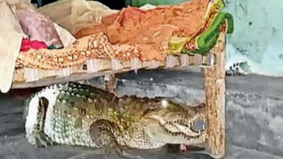 Gujarat: Charotar schoolchildren to shed crocodile fears