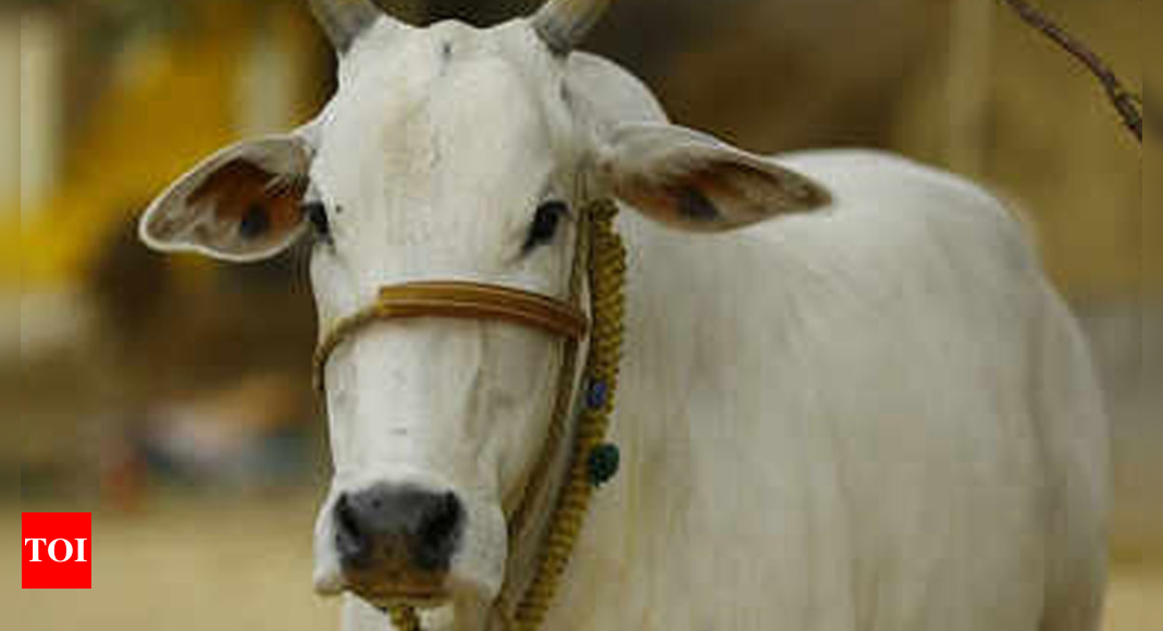 Gujarat: Cattle Rearers Press State Govt To Repeal Stray Cattle Law ...