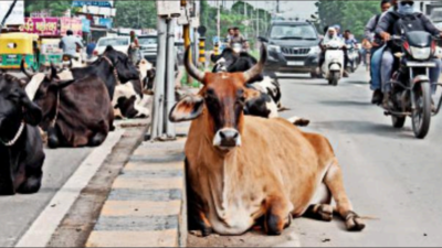 Ahmedabad: 100 stray bovines impounded