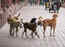 Rabies deaths in Kerala despite vaccination; Kerala asks Union government to test quality of anti-rabies vaccine