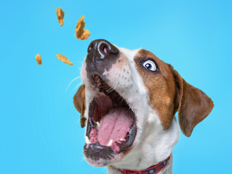How can you customize dog treats if your dog is allergic?
