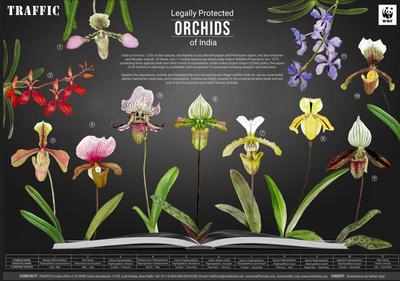 Call to protect orchids on Save Himalayas Day