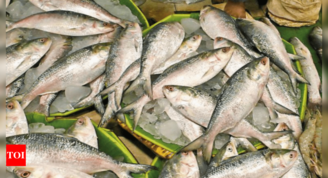 hilsa-kolkata-demand-soars-for-bangladeshi-hilsa-as-price-gap-with