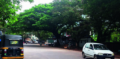 M’luru Smart City Project: 15 Trees Face Axe | Mangaluru News - Times ...