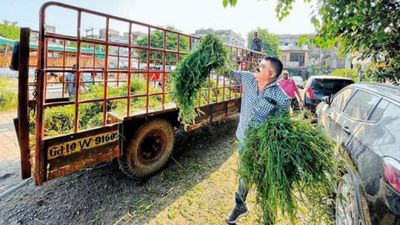 Three selling fodder on roadbooked; 1,400kg grass seized in Gujarat