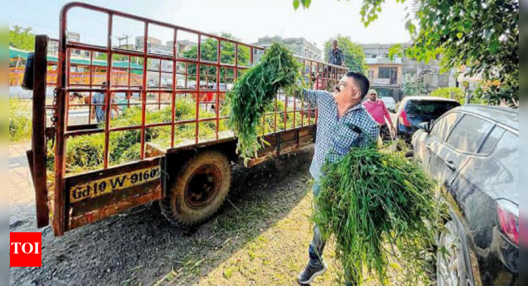 Three selling fodder on roadbooked; 1,400kg grass seized in Gujarat ...