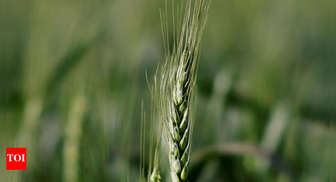 Alert sounded on spread of virus that stunts crop growth Noida News