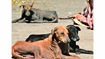 Alarm bells ring as 176 dogs die on Ujjain roads within 35 days