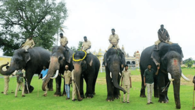 5 new elephants in Mysuru Dasara team this season, the highest ever