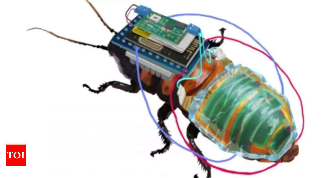 Researchers create cyborg cockroaches powered by solar backpacks