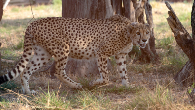 First batch of 12 cheetahs from South Africa likely to reach India in October