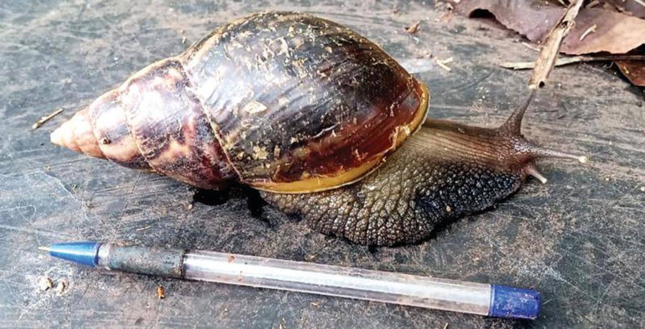 Presence of giant African snails in several parts of state an ...