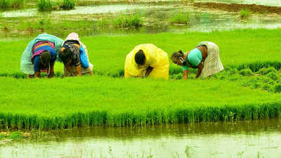 Kharif area dips due to poor rains; rice output may decline by 10-12 million tonnes