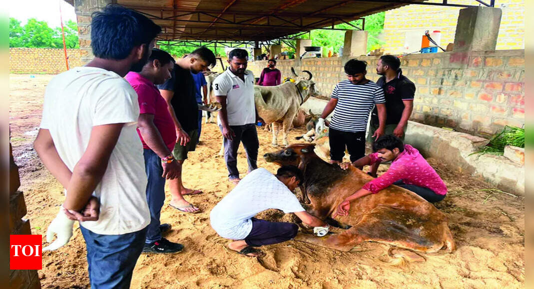 40l Cattle To Be Vaccinated Within Two Months In State | Jaipur News ...