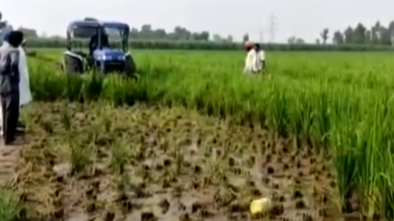 Punjab: Paddy crops ruined on 700 acres of land in Pathankot
