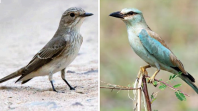 300 species sighted in 2-day bird count in Kutch