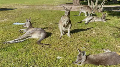 Australian man killed by kangaroo in rare fatal attack - Times of India