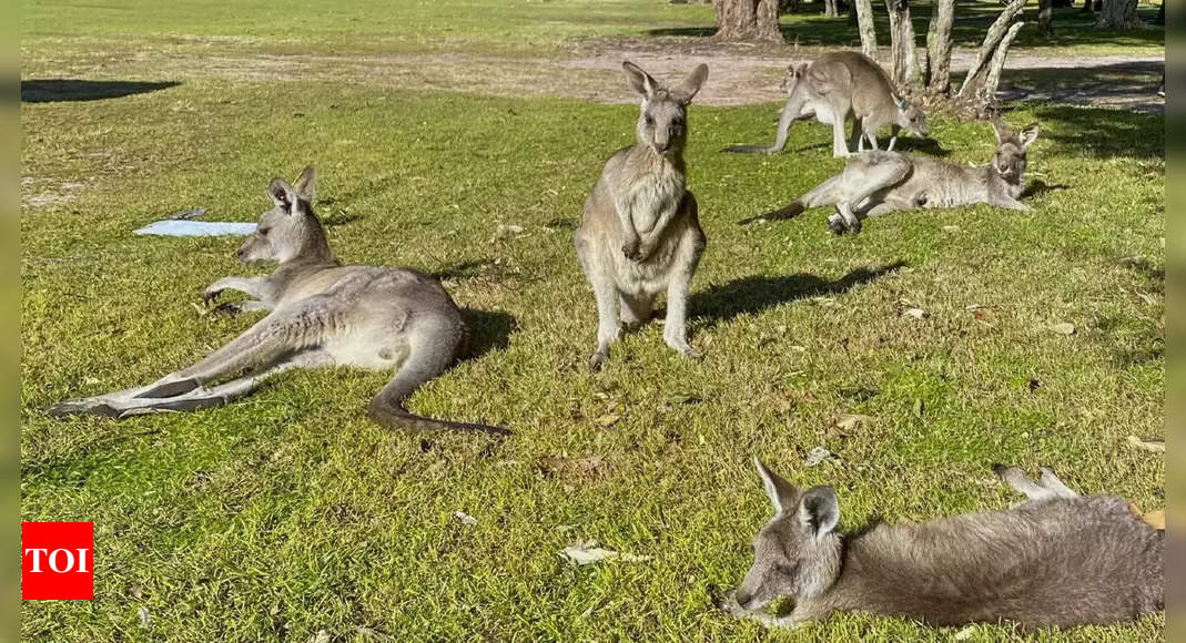 Australian man killed by kangaroo in rare fatal attack - Times of India