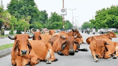 Indore: Vet department seeks ban on cattle markets