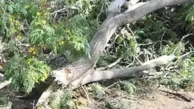 52-year-old man dies as tree falls on hutment in Bhayander