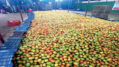 Tomato Prices Fall At Maharashtra’s Biggest Market | Nashik News ...