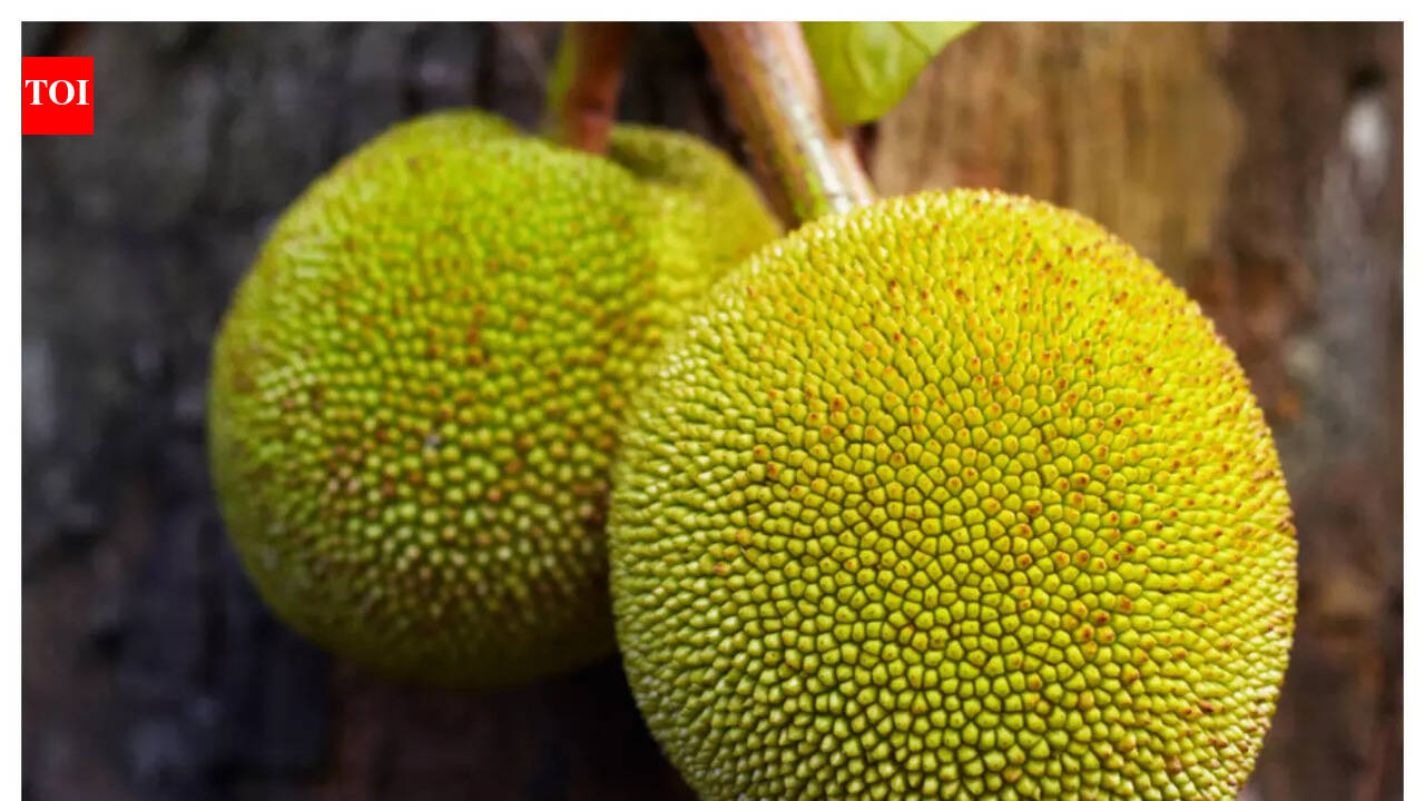 Who was Jack? The lesser known story of Jackfruit’s strange name | The ...