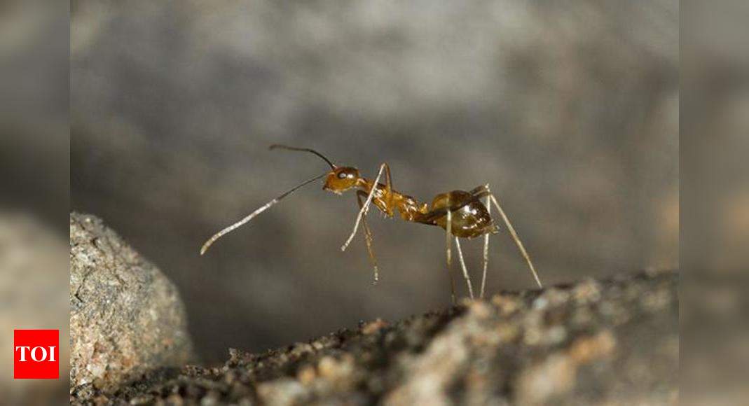 Invasive yellow crazy ants present brand new threat to state's ecology |  Goa News - Times of India