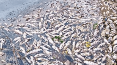 Second Time This Year In Bengaluru: 1,000 Dead Fish Found Floating At ...