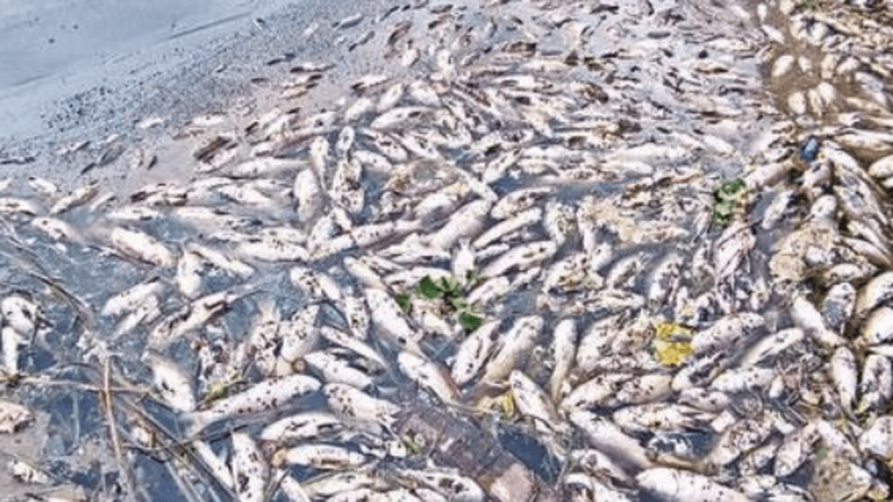 Second time this year in Bengaluru: 1,000 dead fish found floating