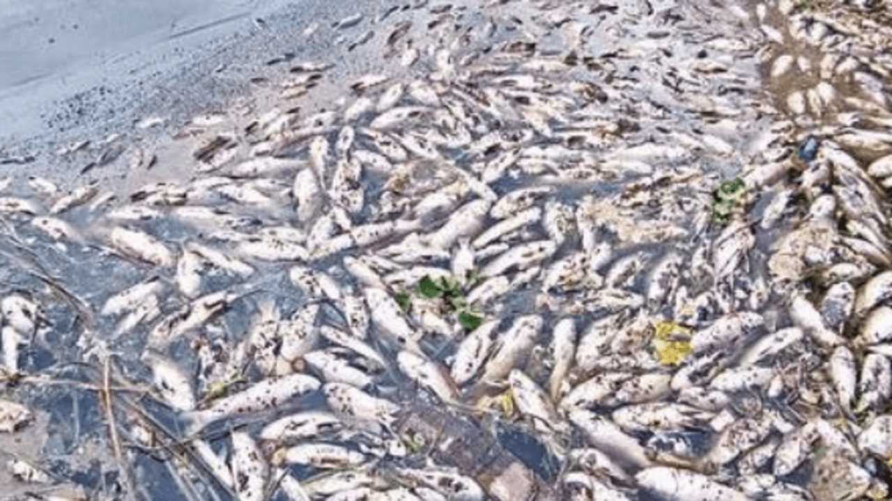 Second time this year in Bengaluru: 1,000 dead fish found floating at  Haralur Lake | Bengaluru News - Times of India