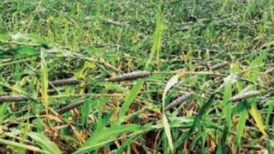 Dwarf disease hits 5% paddy, early sown Punjab crop more prone: Govt