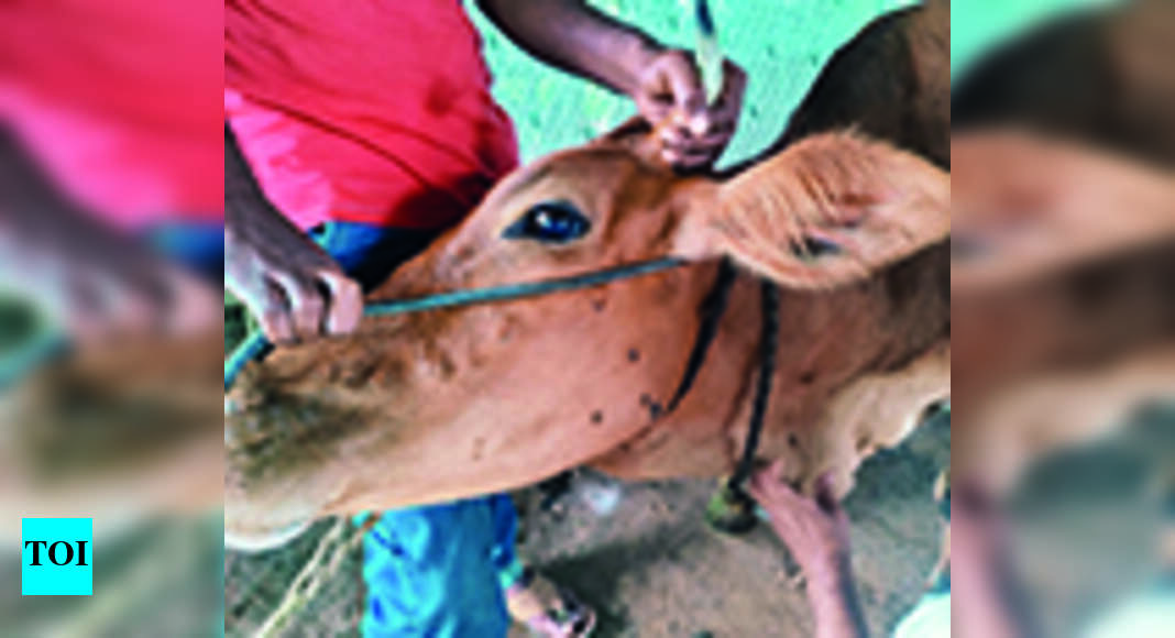 Lumpy Lumpy Skin Disease Seen In Ngp Dist Cattle Times Of India