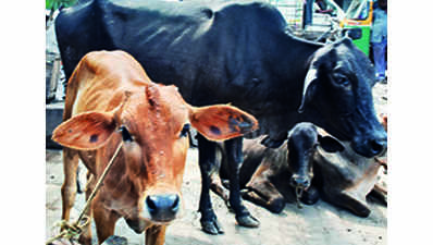 TTD donates 2,000 non-milking cattle to farmers in bid to boost organic farming