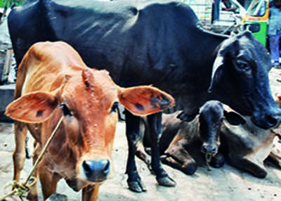 TTD donates 2,000 non-milking cattle to farmers in bid to boost organic farming