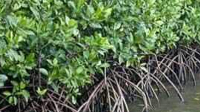 Jawaharlal Nehru Port Authority hands over 814 hectares of mangroves