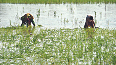 ‘Rice Doctor’ app for farmers to instantly diagnose paddy diseases