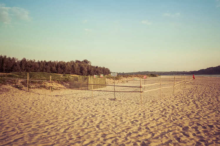 Turtle nesting season
