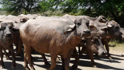 Mumbai: Metro carshed work damages pipeline supplying water to 17,000 Aarey buffaloes