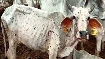 14 cattle test positive for Lumpy Skin Disease in Thane