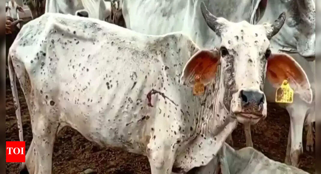 14 cattle test positive for Lumpy Skin Disease in Thane Thane News
