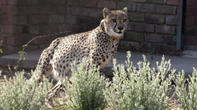 Reintroduce cheetahs in Rajasthan forests: MLA