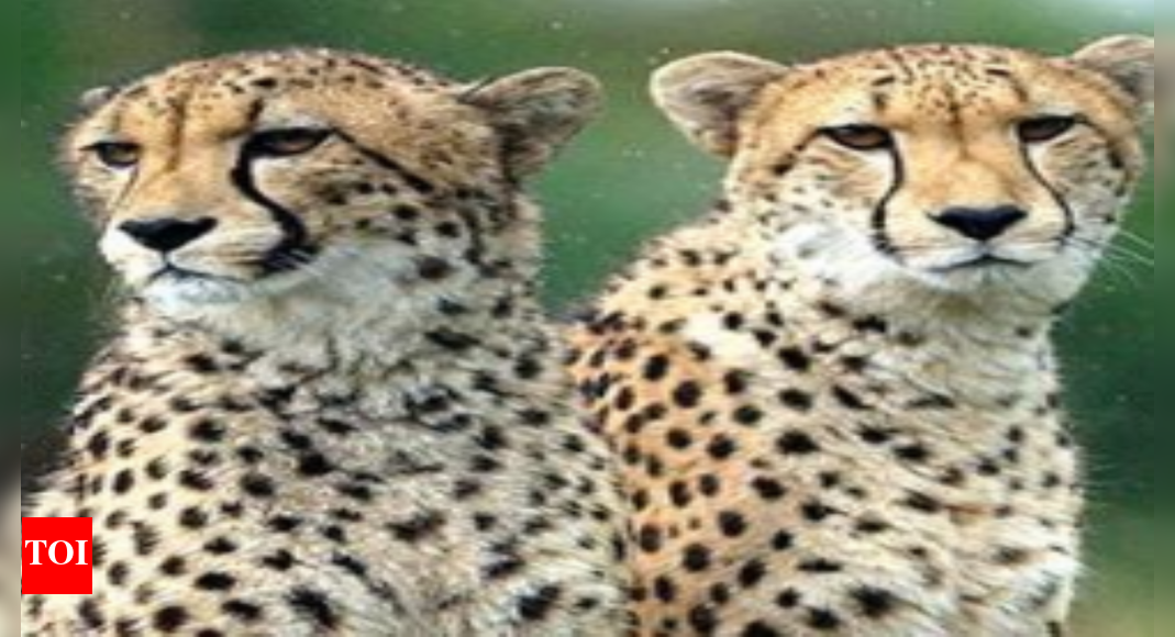 Namibia: Rescued female, two brothers among eight Cheetahs arriving ...