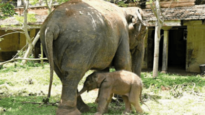Elephant gives birth to male calf at Mysore Palace, adds to Dasara cheer
