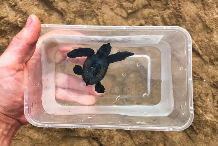 Turtle Conservation and Education Center