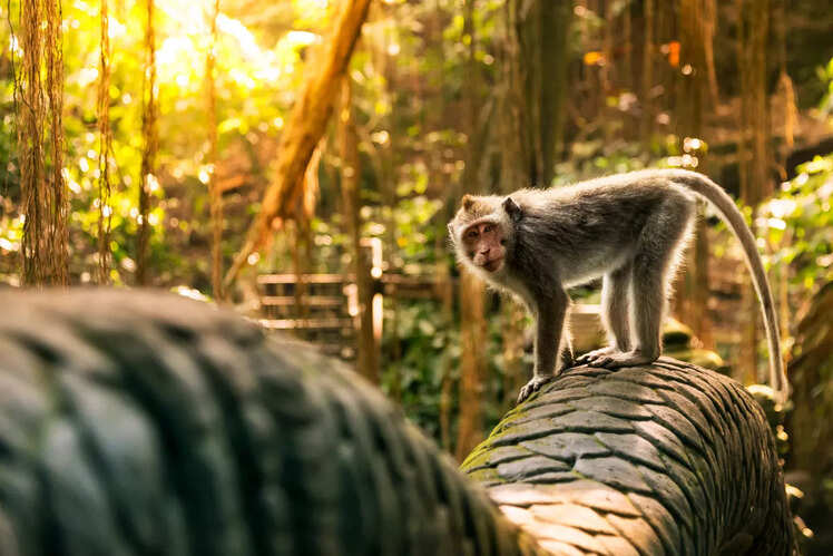Monkey Forest Ubud