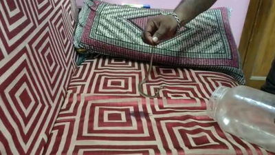 Two baby cobras rescued in TN’s Cuddalore