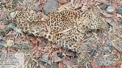 Akola leopard poaching exposed after 5 months, lens on foresters