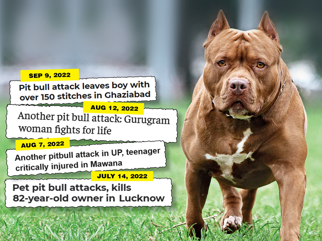 Increase in pit bull attacks, experts say 'stop illegal breeding, train  dogs, educate owners about breed' - Times of India