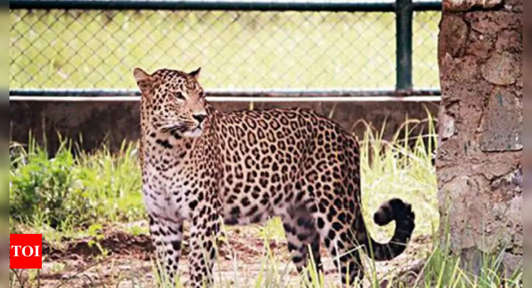 Leopard In Gurgaon: High Alert In DLF-5 Over Leopard Sighting Claims ...