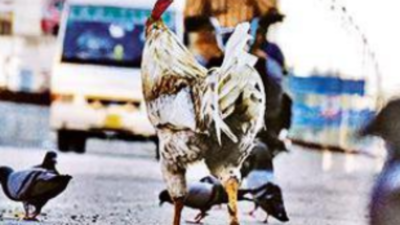 Telangana: Man steals roosters, kills self after being shown CCTV footage